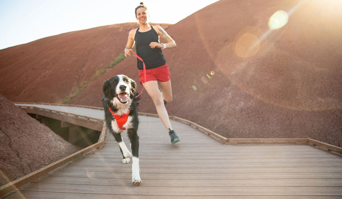 Riggins in a front range harness and Alli run through the Painted Hills.