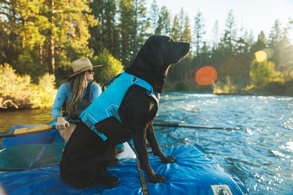 Dog in Biolumin Blue Confluence™ Life Jacket.