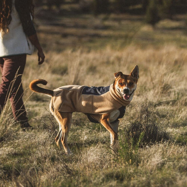 A human and dog walk in the grasses together