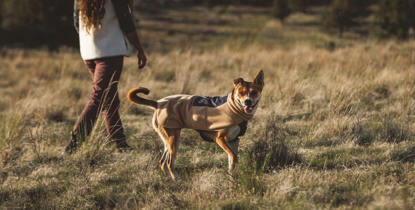 A human and dog walk in the grasses together