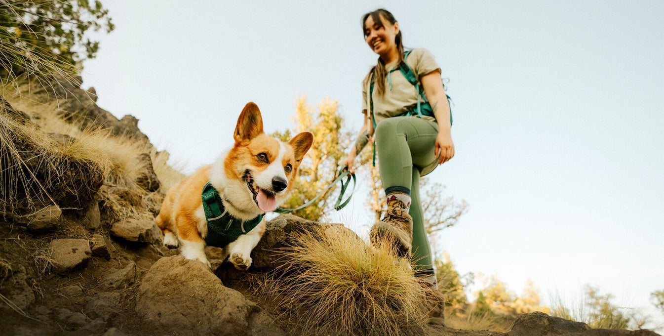 A human and dog scramble down a hill together