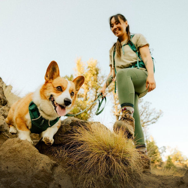 A human and dog scramble down a hill together