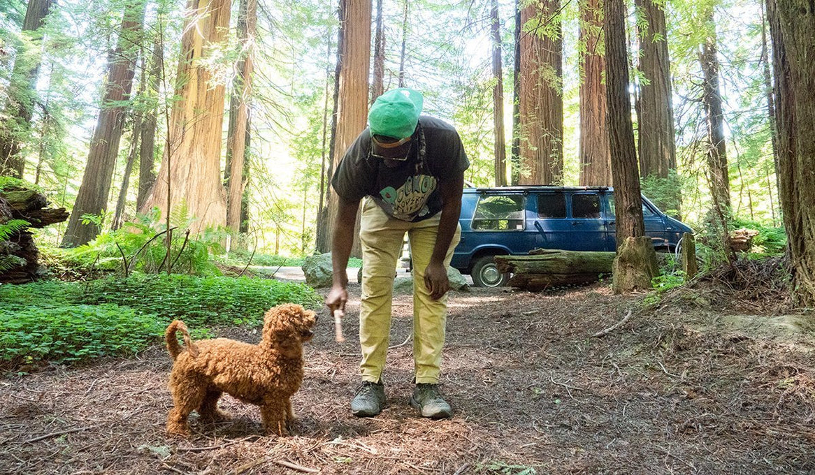 Dog and human in forest with van in background