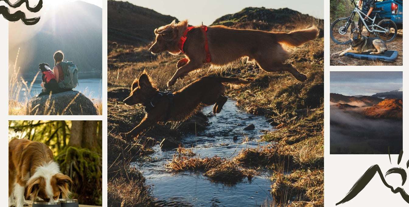 A group of dogs outside camping