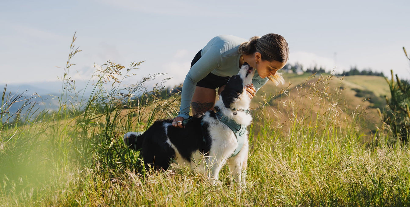 A human kisses a dog's nose in tall grass