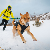 A man and dog running through the snow.