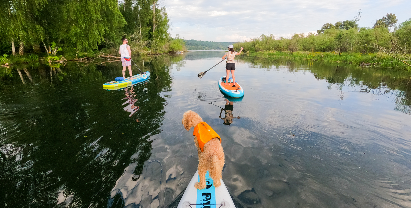 Dog standing on nose of paddleboard on a slow river with two other paddlers in front