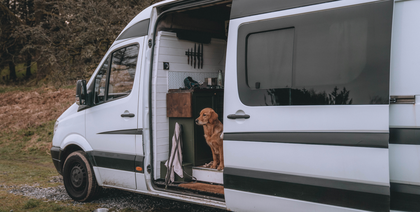 A Golden Adventure: Road Tripping With Two Dogs