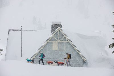 Humans and dogs trek across a snowy scene.