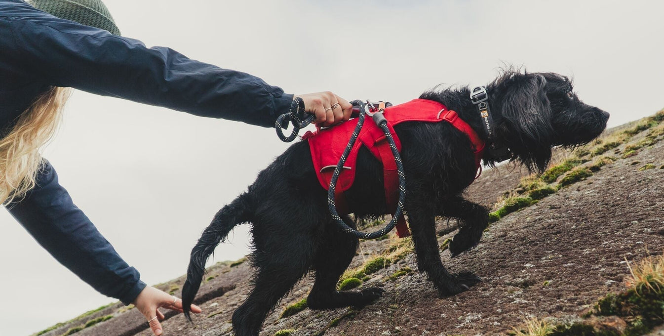 A dog scrambles up a rock in a bright red Ruffwear harness.