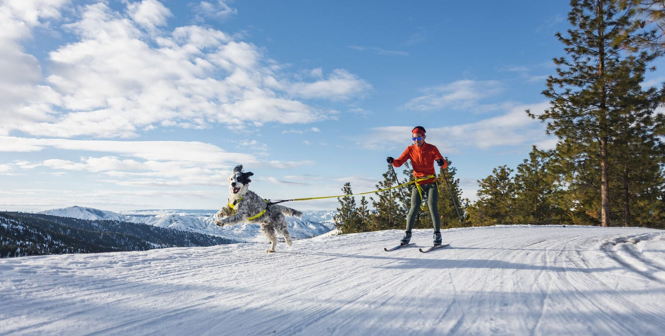 A human and dog Skijore together under a beautiful blue sky.