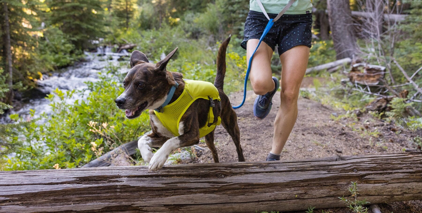 Dog wearing a hydration vest trail running with human and jumping over a log