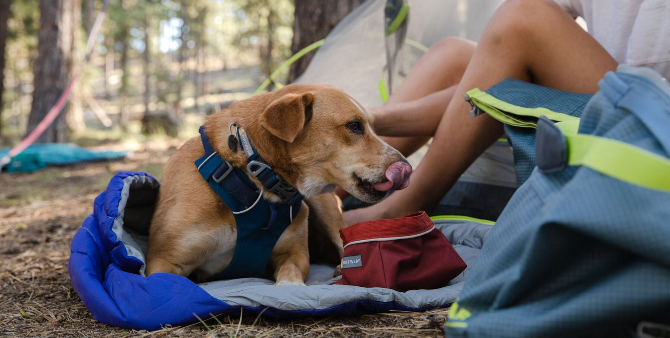 How To Camp With Your Dog