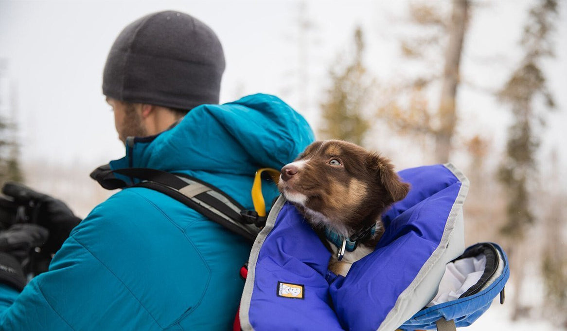 Puppy wrapped in clear lake blanket carried in backpack.