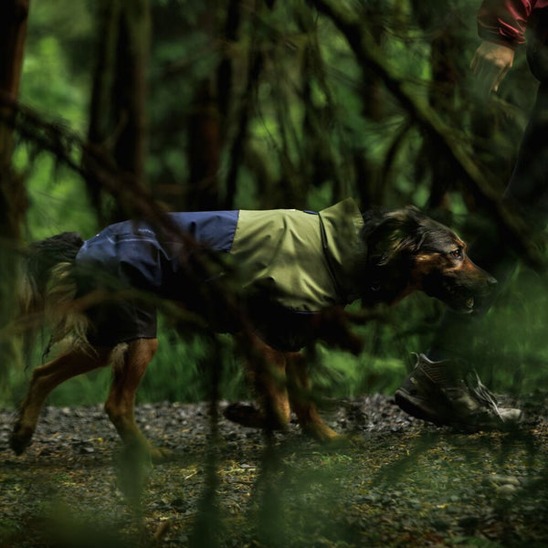 A dog sits on a raft wearing a new Confluence™ Life Jacket