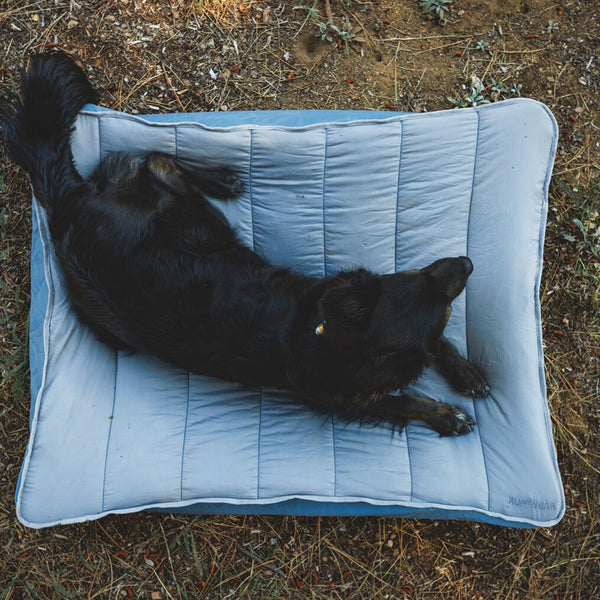 A man puts on a rock climbing harness with his dog who's on a bed.