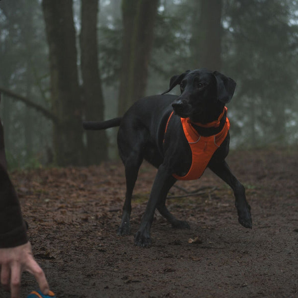 A dog plays in the dark wearing a Blaze Orange Front Range™ Harness