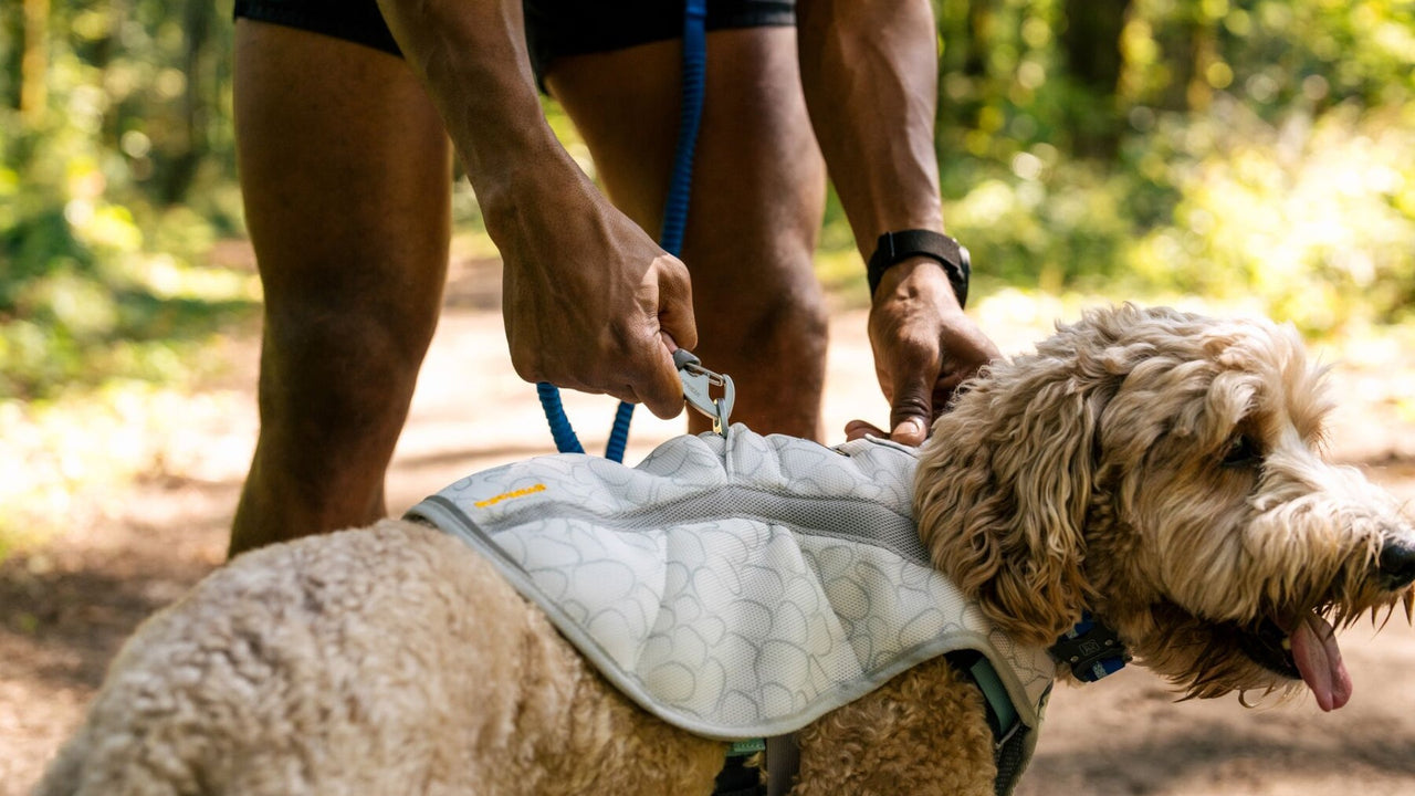 PASSAGE POUR LA LAISSE