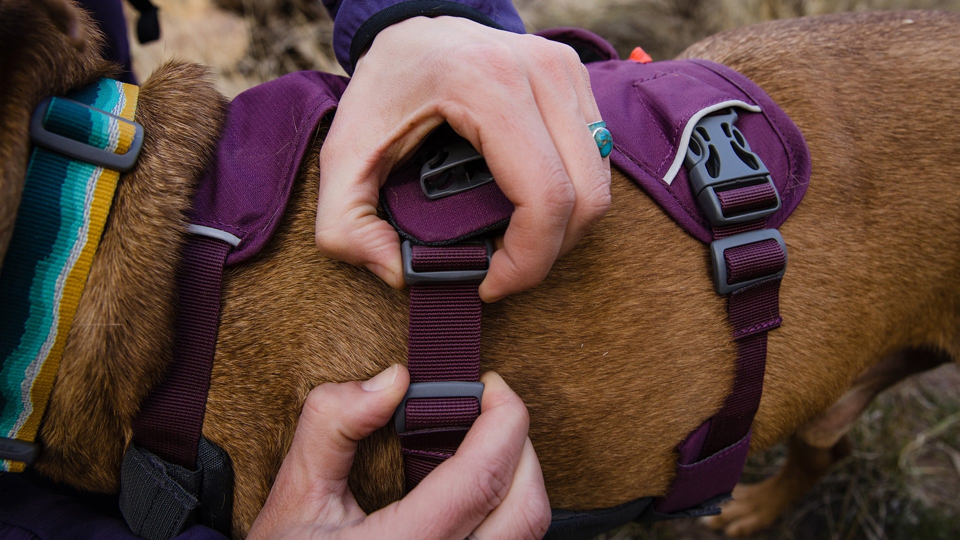 Web Master Dog Harness with Handle Ruffwear