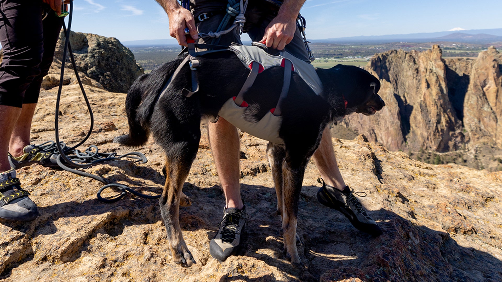 Doubleback store harness ruffwear