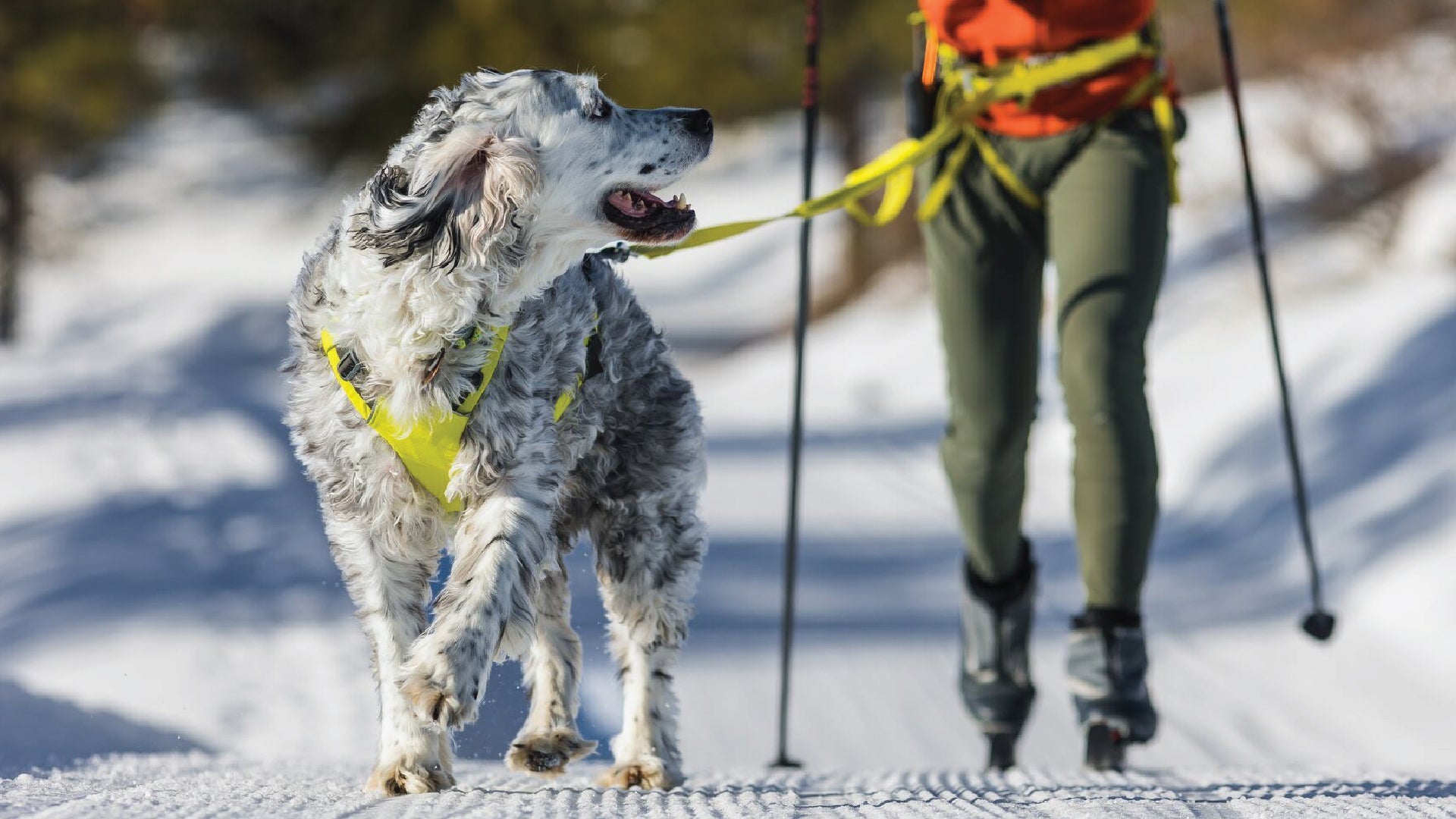 Dog clearance joring harness