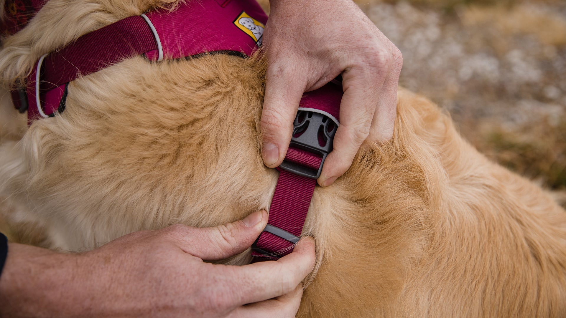 Front Range Front Clip Dog Harness No Pull Harness Ruffwear