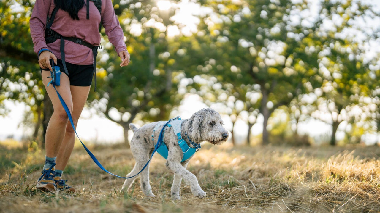 DEUX POINTS DE LAISSE