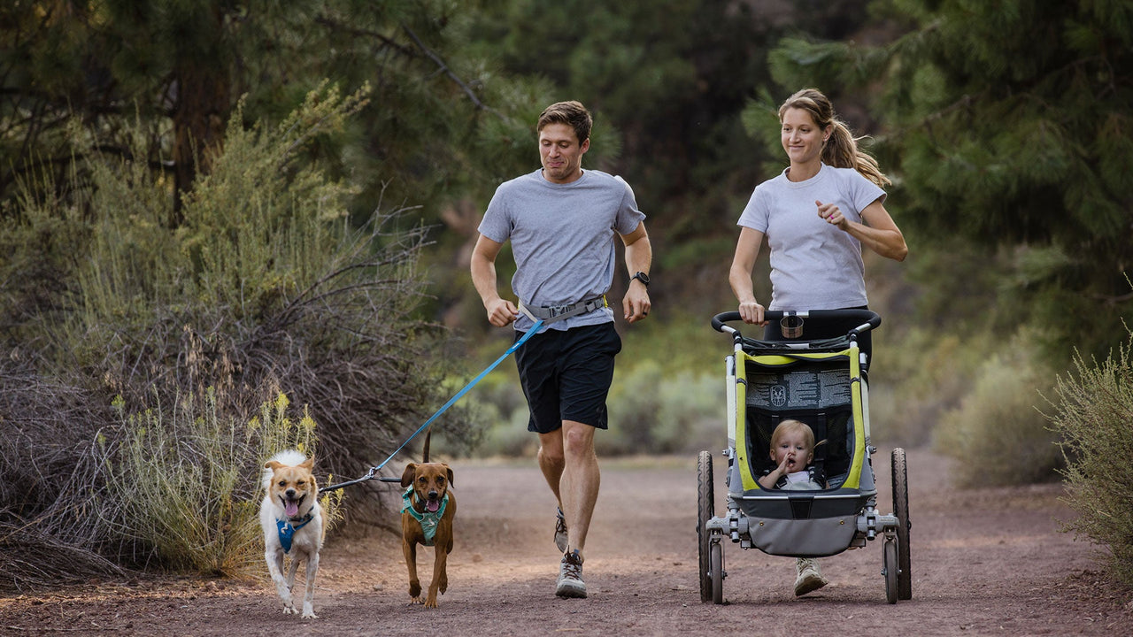 SYSTÈME POUR DEUX CHIENS