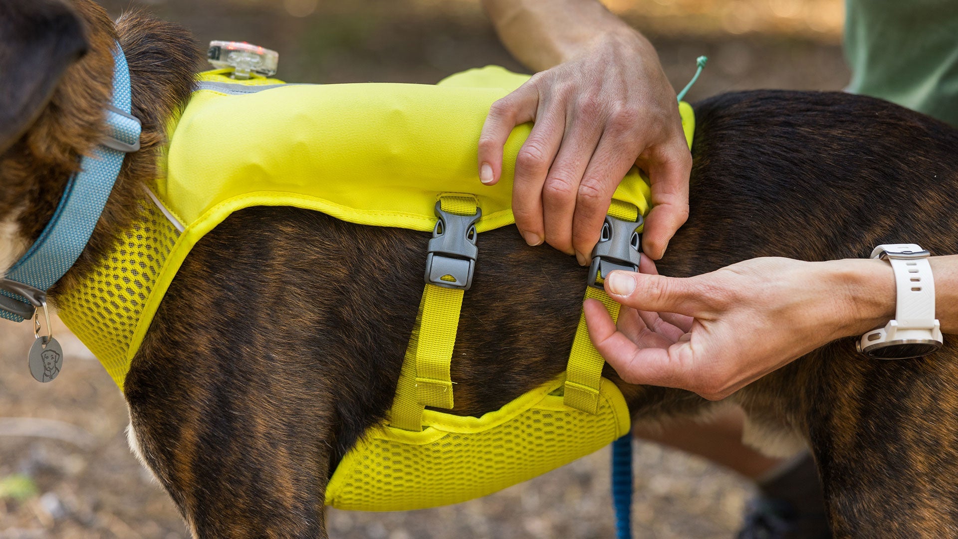 Dog shop running gear