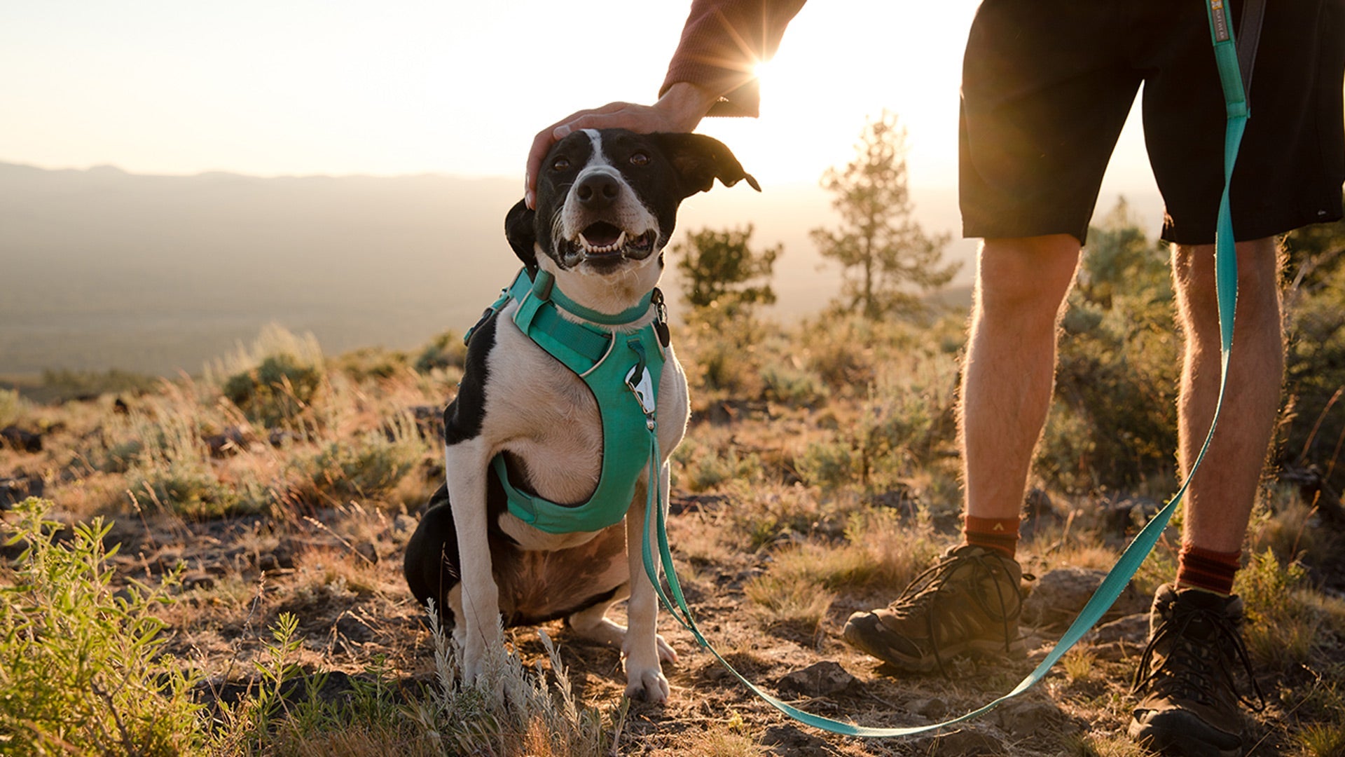 Front dog 2025 harness australia