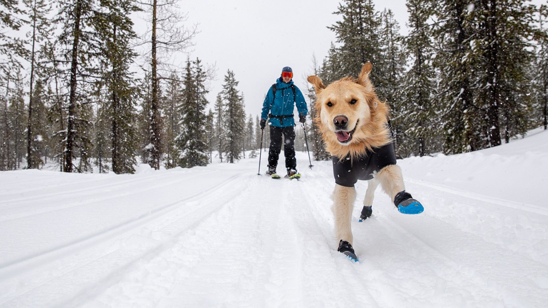 Dog walking store in snow boots