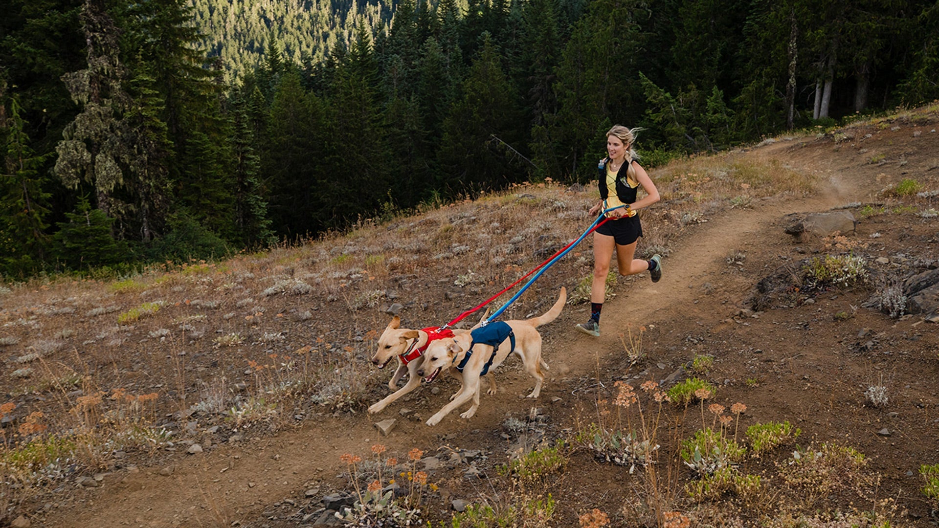 Ruffwear roamer hot sale leash