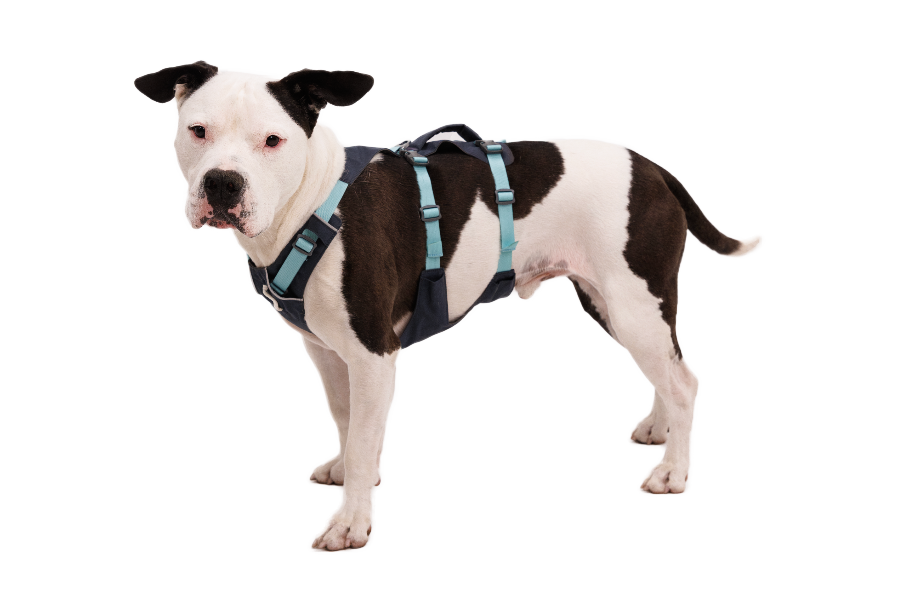 Flagline Dog Harness with Handle Strong Lightweight Lift