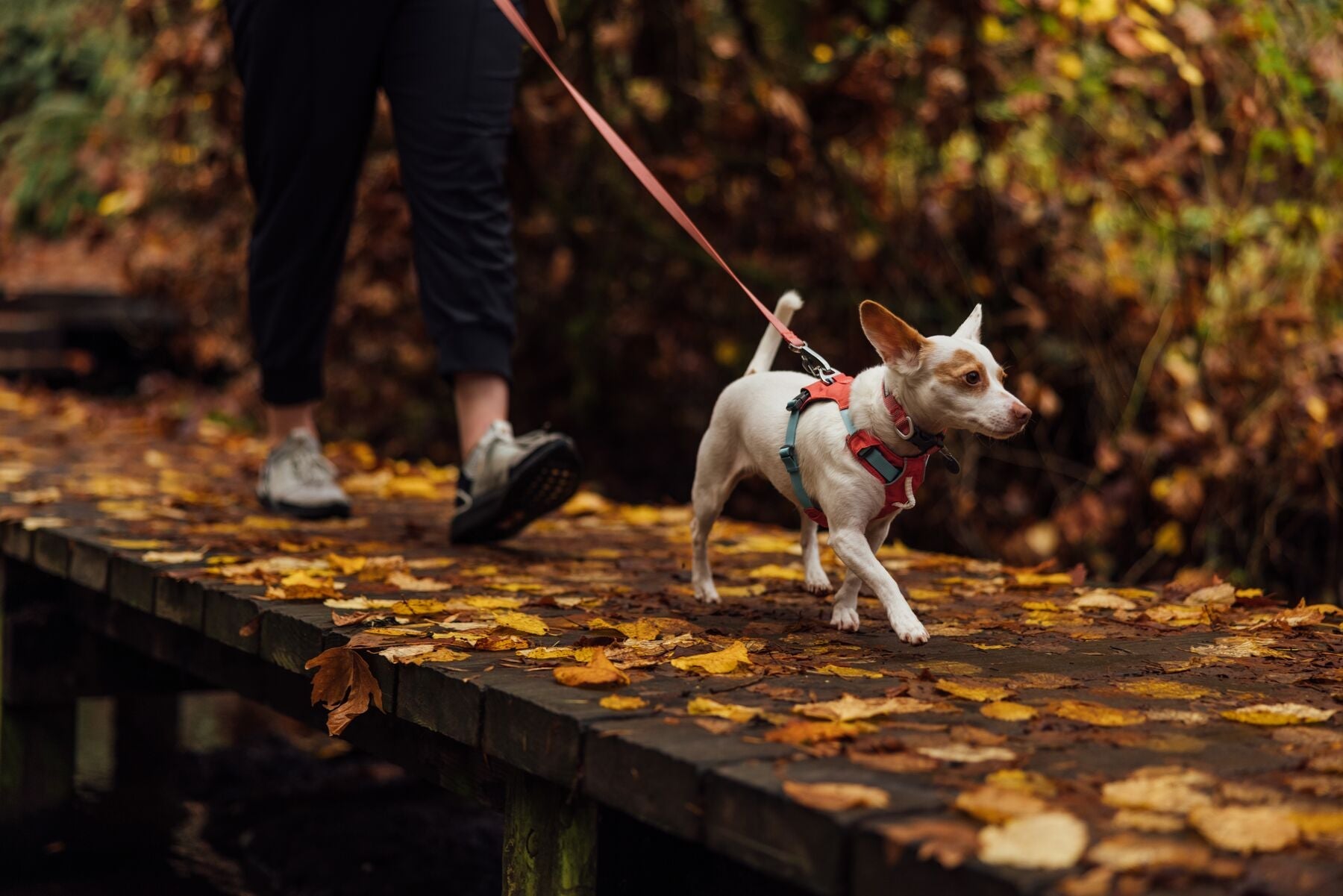 Hi Light Lightweight Dog Harness Ruffwear