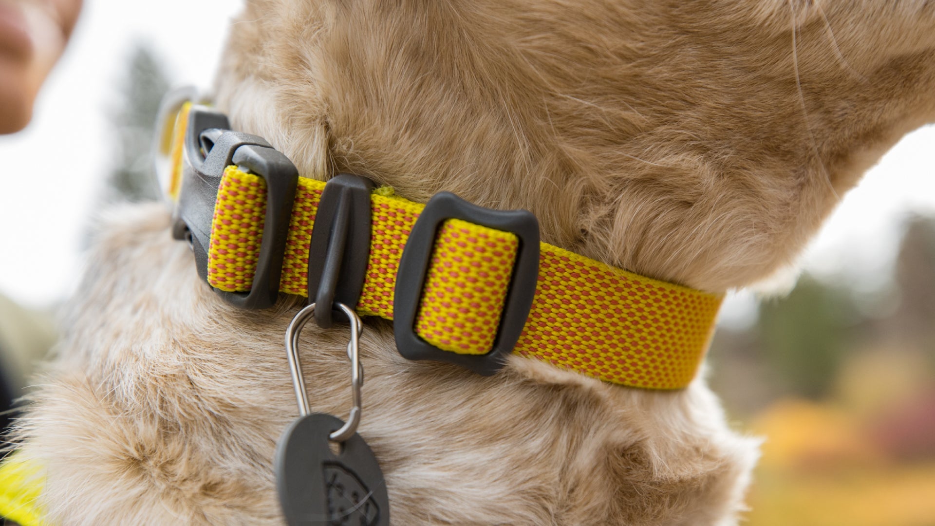 Fi sales collar light