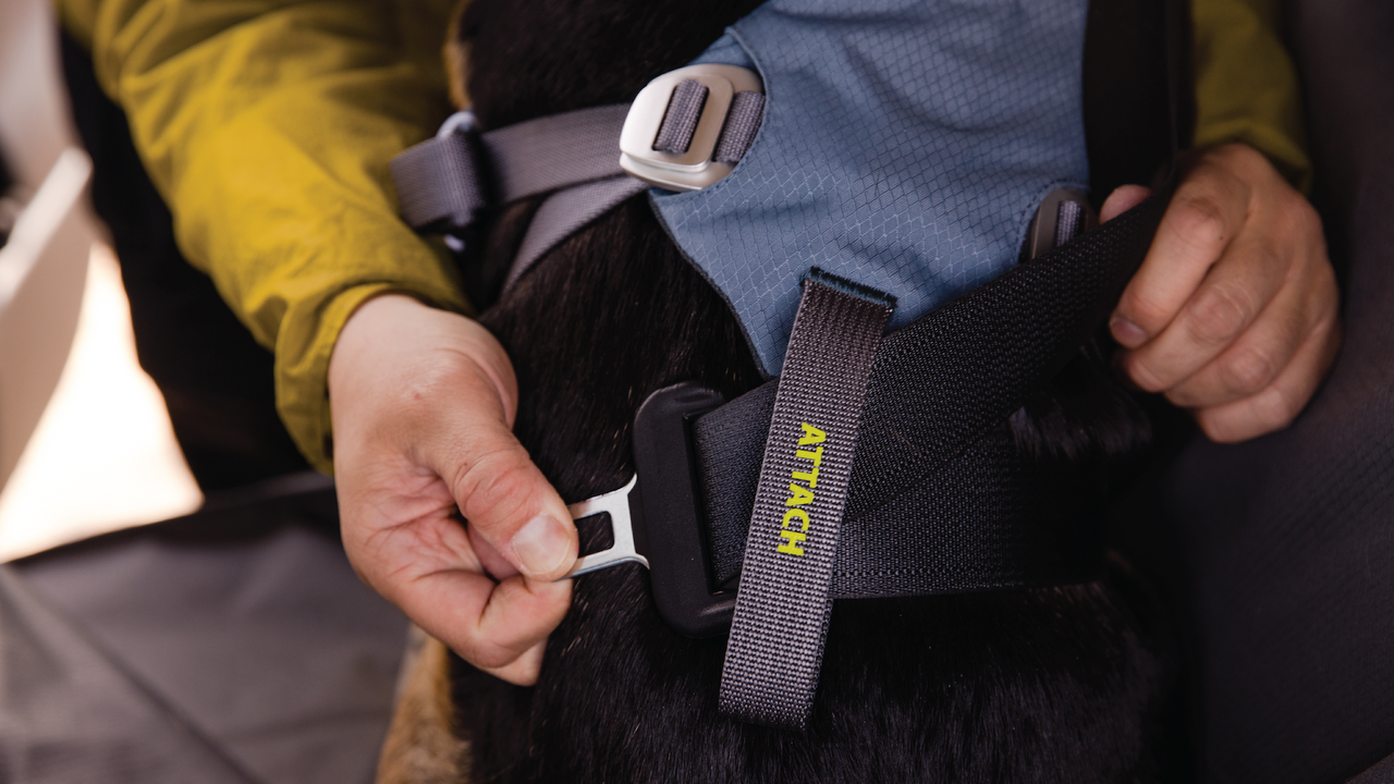Load Up™ Dog Car Harness, Crash-Tested, Strength-Rated