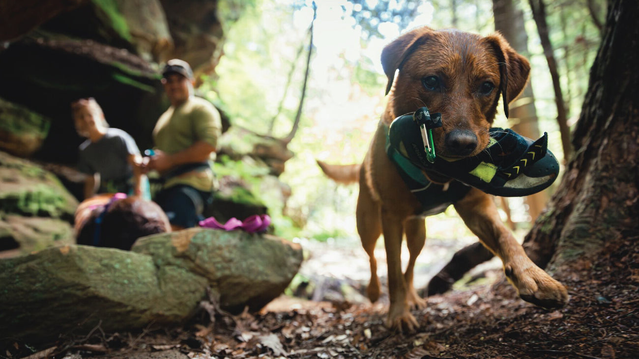 Dog carries climbing shoe across ground in front of climbing crag.