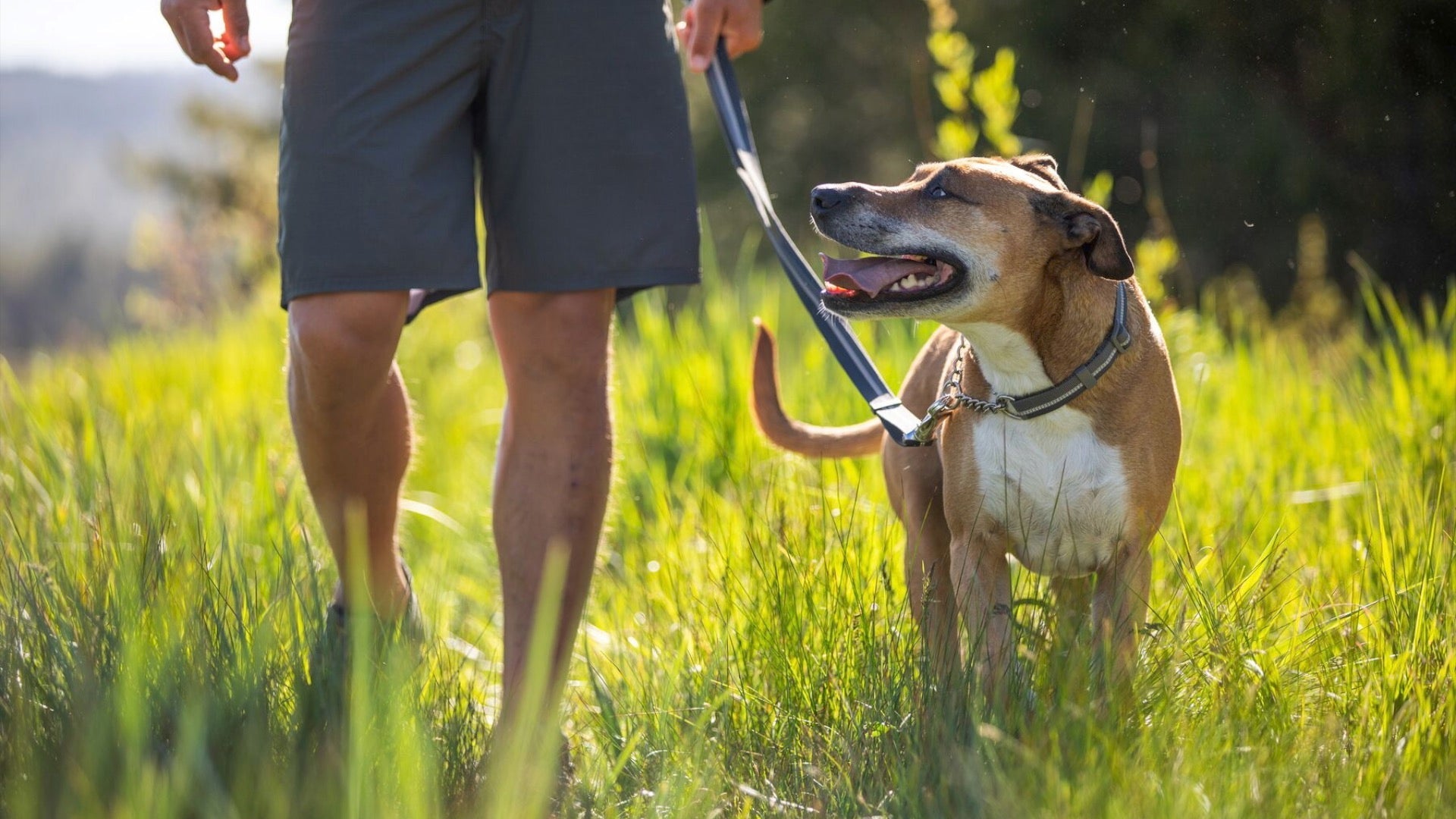 Chain Reaction Martingale Dog Collar Ruffwear