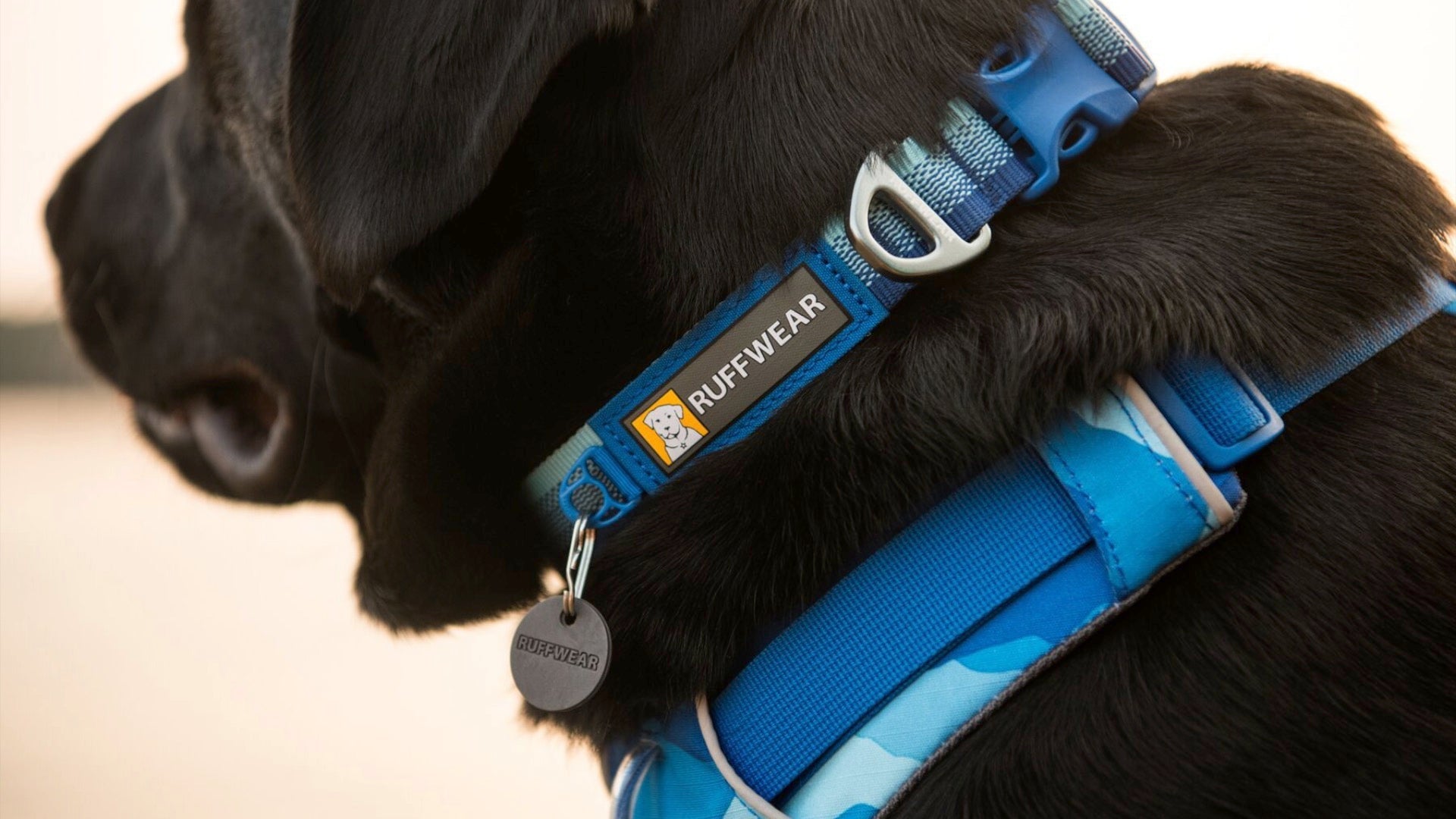 Front Range Dog Collar Ruffwear