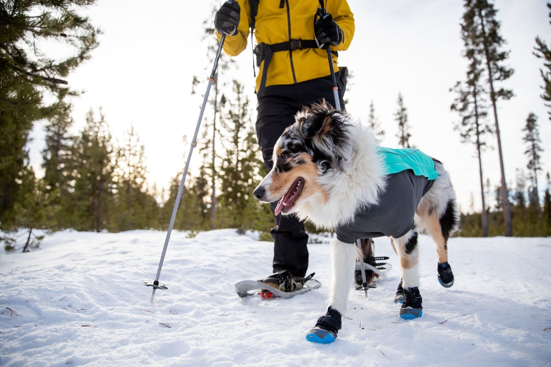 Dog with hot sale snow boots