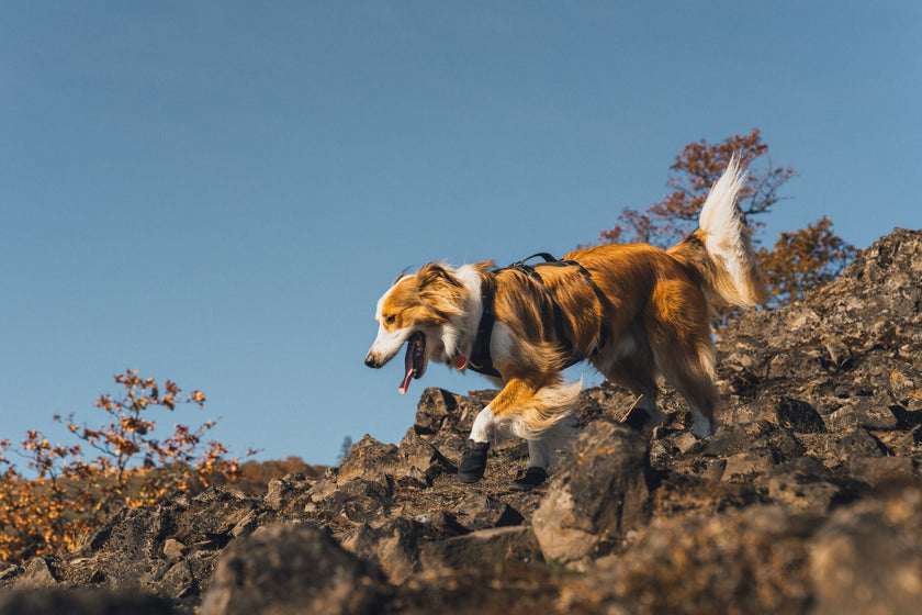 About the Ridgeline™ Shoes Video Thumbnail