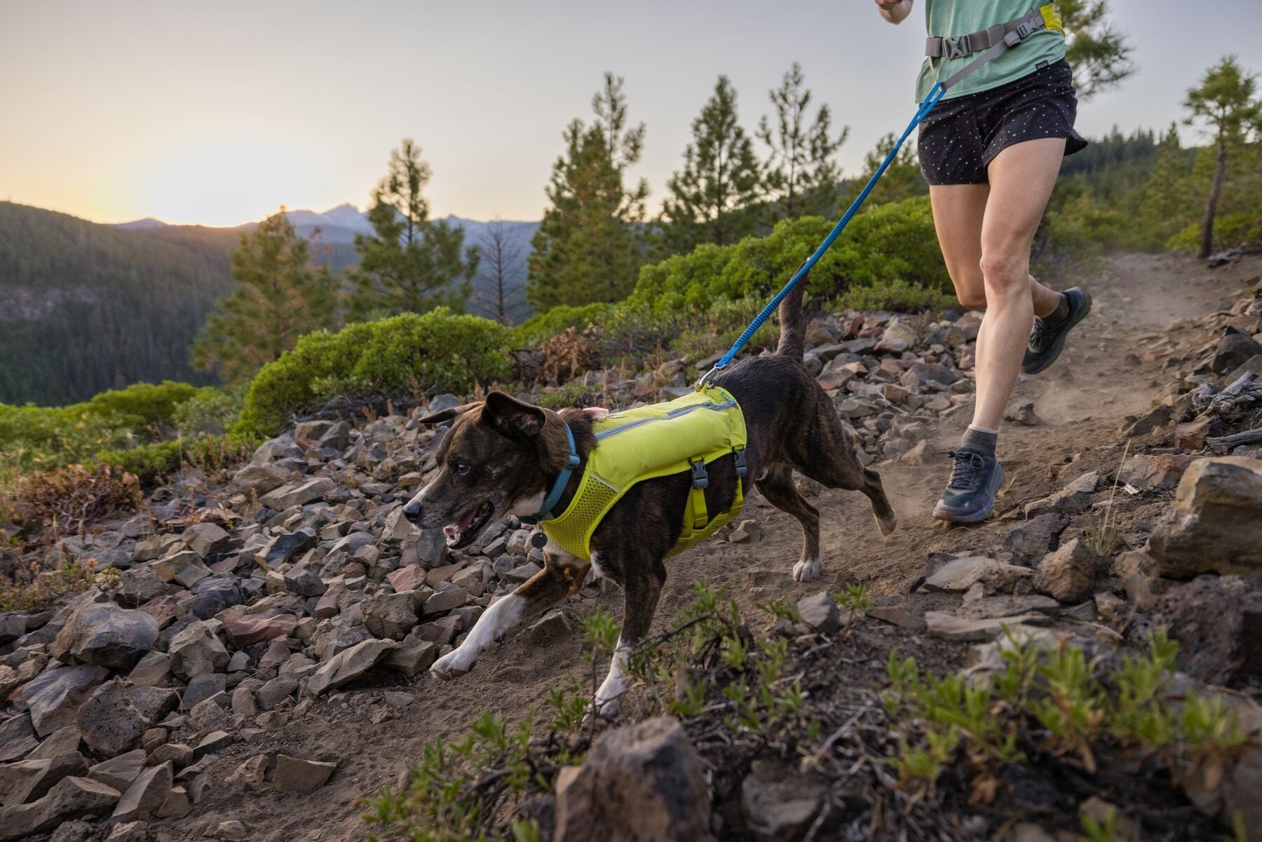 Running with your dog gear clearance