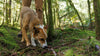 Dogs follow their noses across desert, trails, woods and roads.