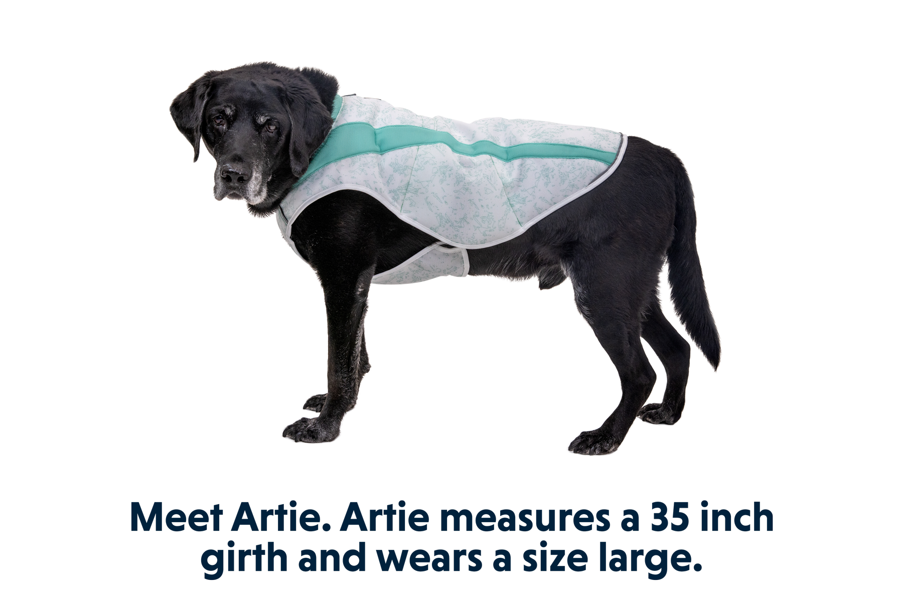 Greyhound sales cooling vest