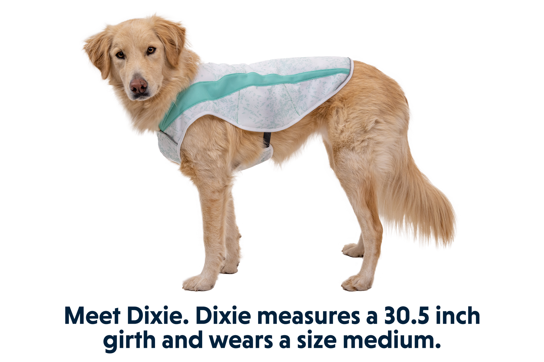 Cold vest for dogs best sale