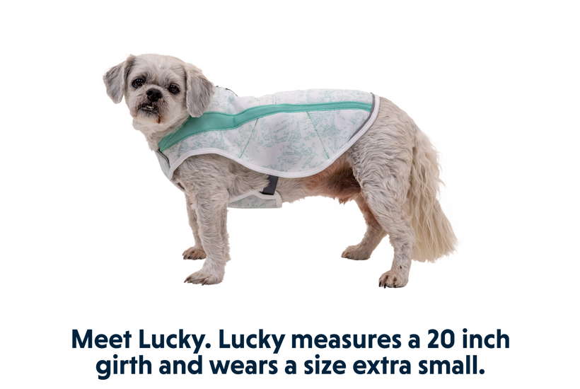 Dog cooling products deals