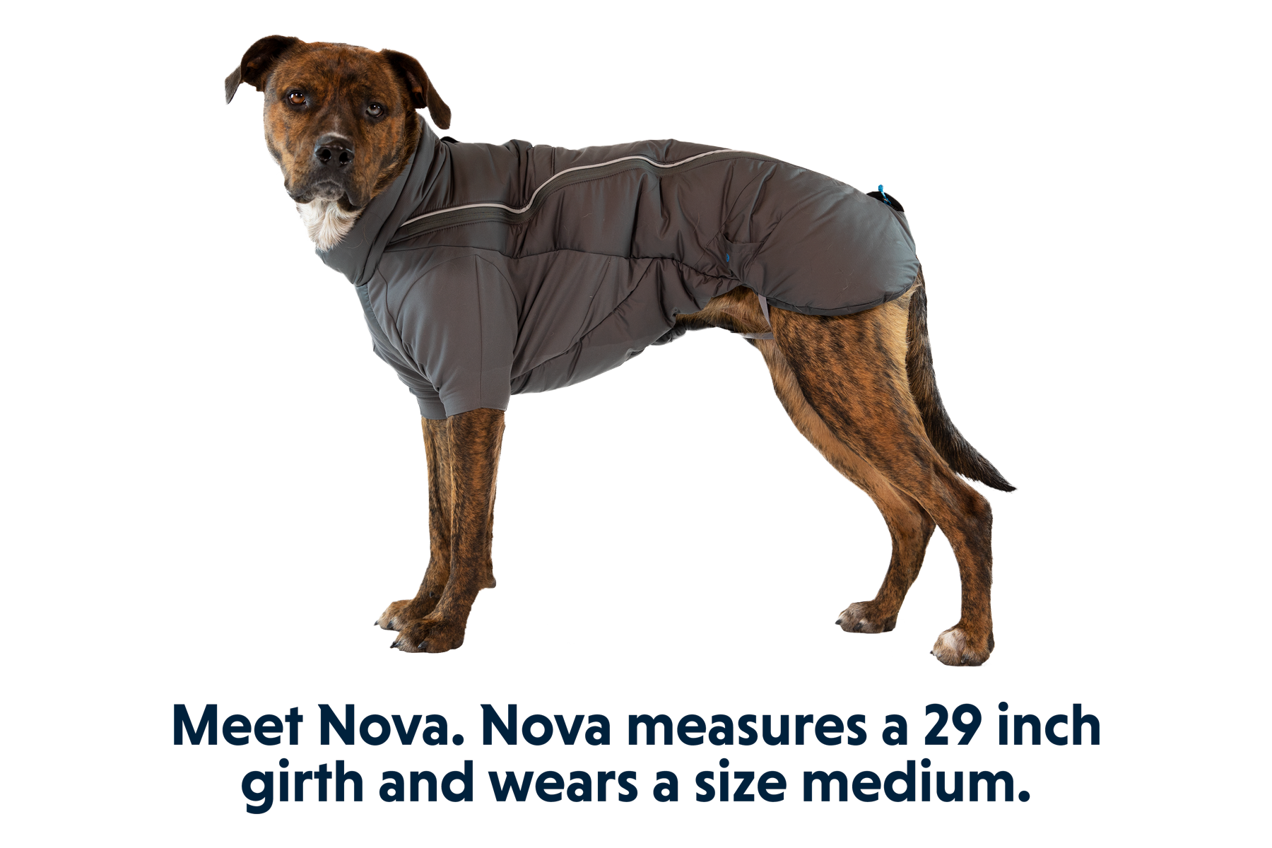 Medium dog jacket clearance