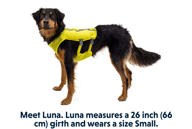 Running dog harness deals